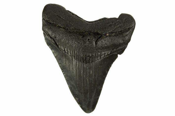 Juvenile Megalodon Tooth - South Carolina #332116